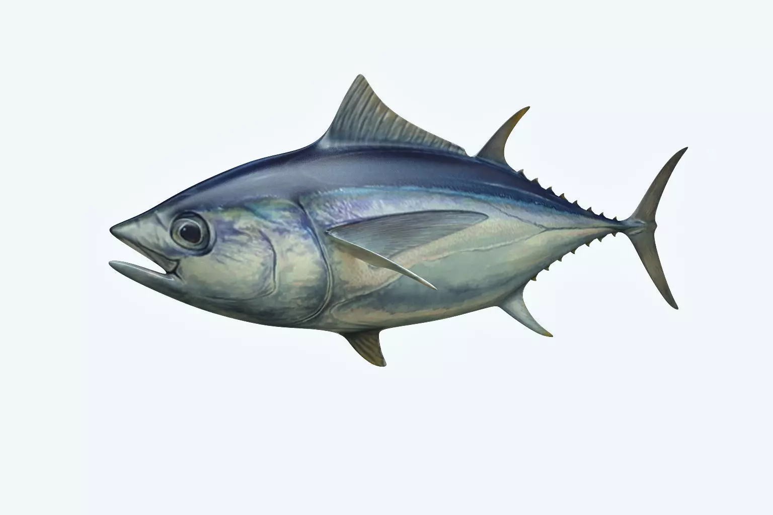 Yellowfin Tuna 3D model_0