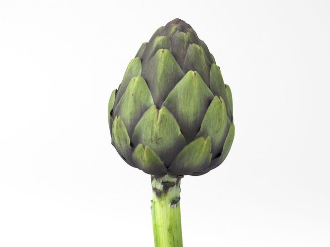 Photorealistic Artichoke 3D Scan 3D model