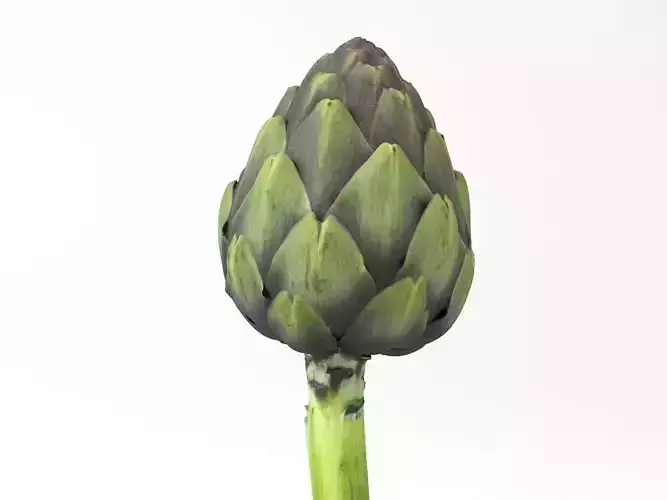 Photorealistic Artichoke 3D Scan