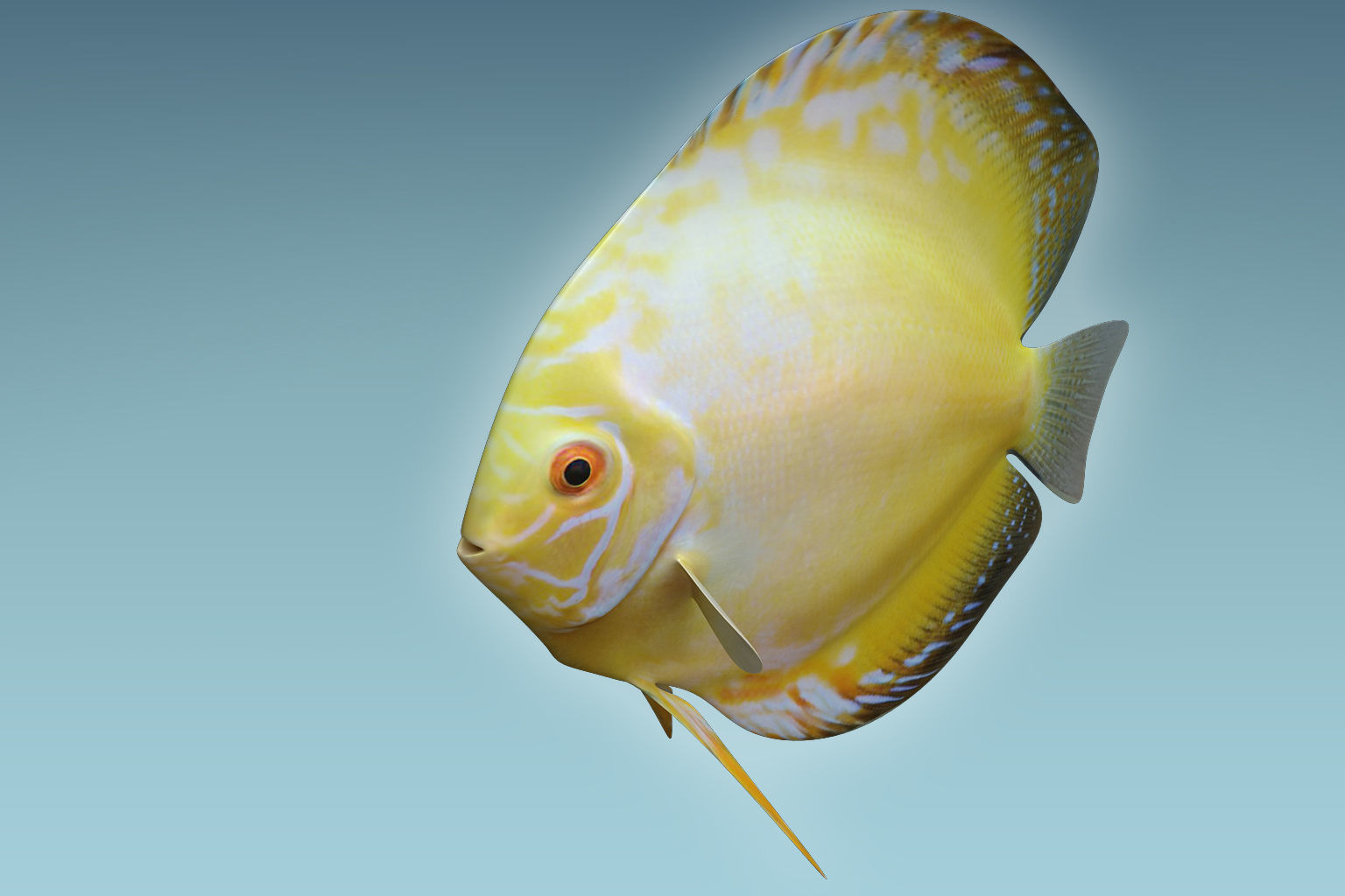Discus Fish 3D model_2