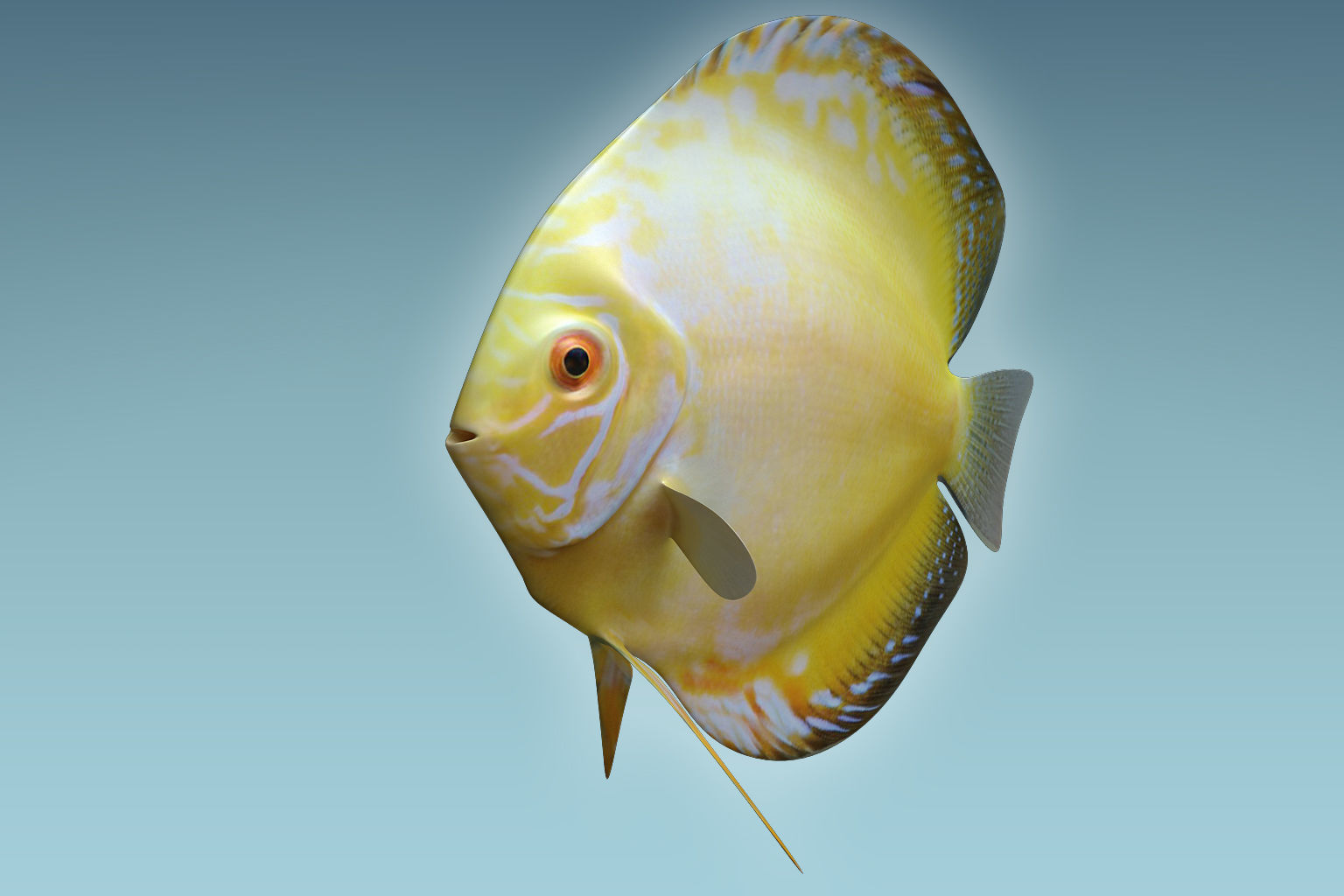 Discus Fish 3D model_6