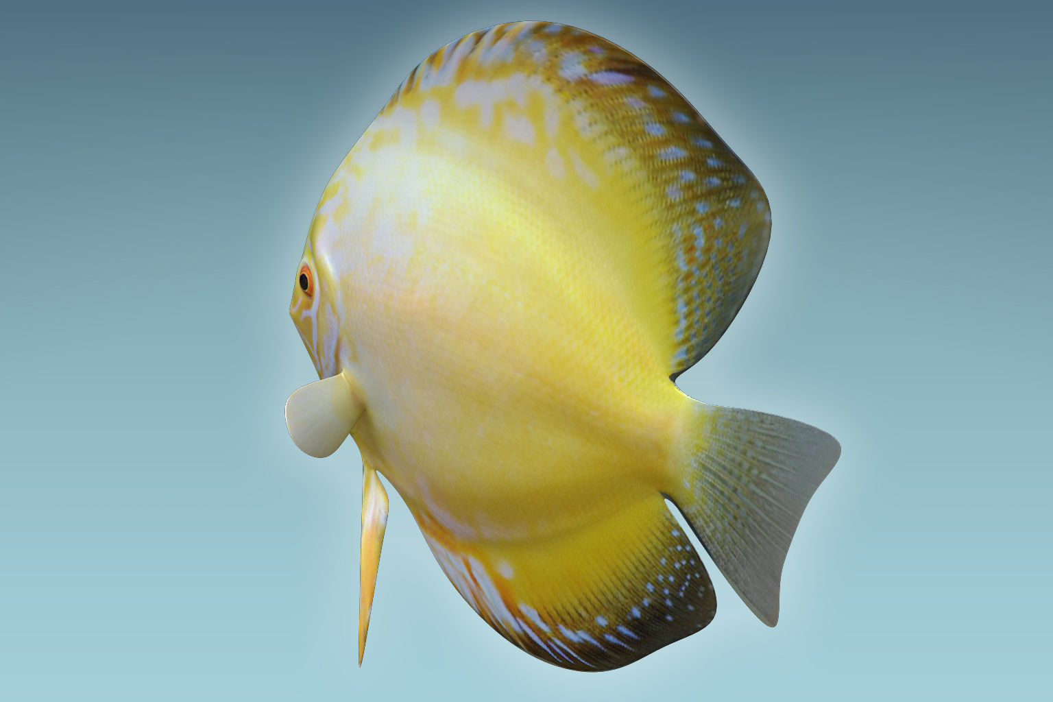 Discus Fish 3D model_3