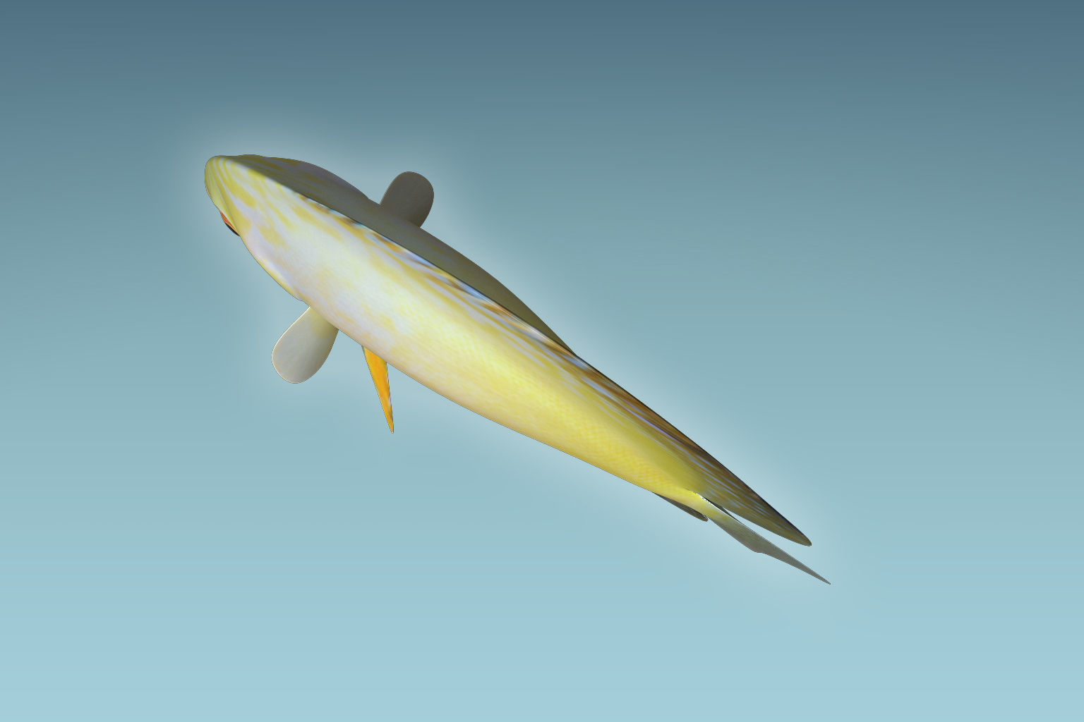 Discus Fish 3D model_4