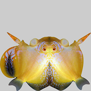 Discus Fish 3D model_9