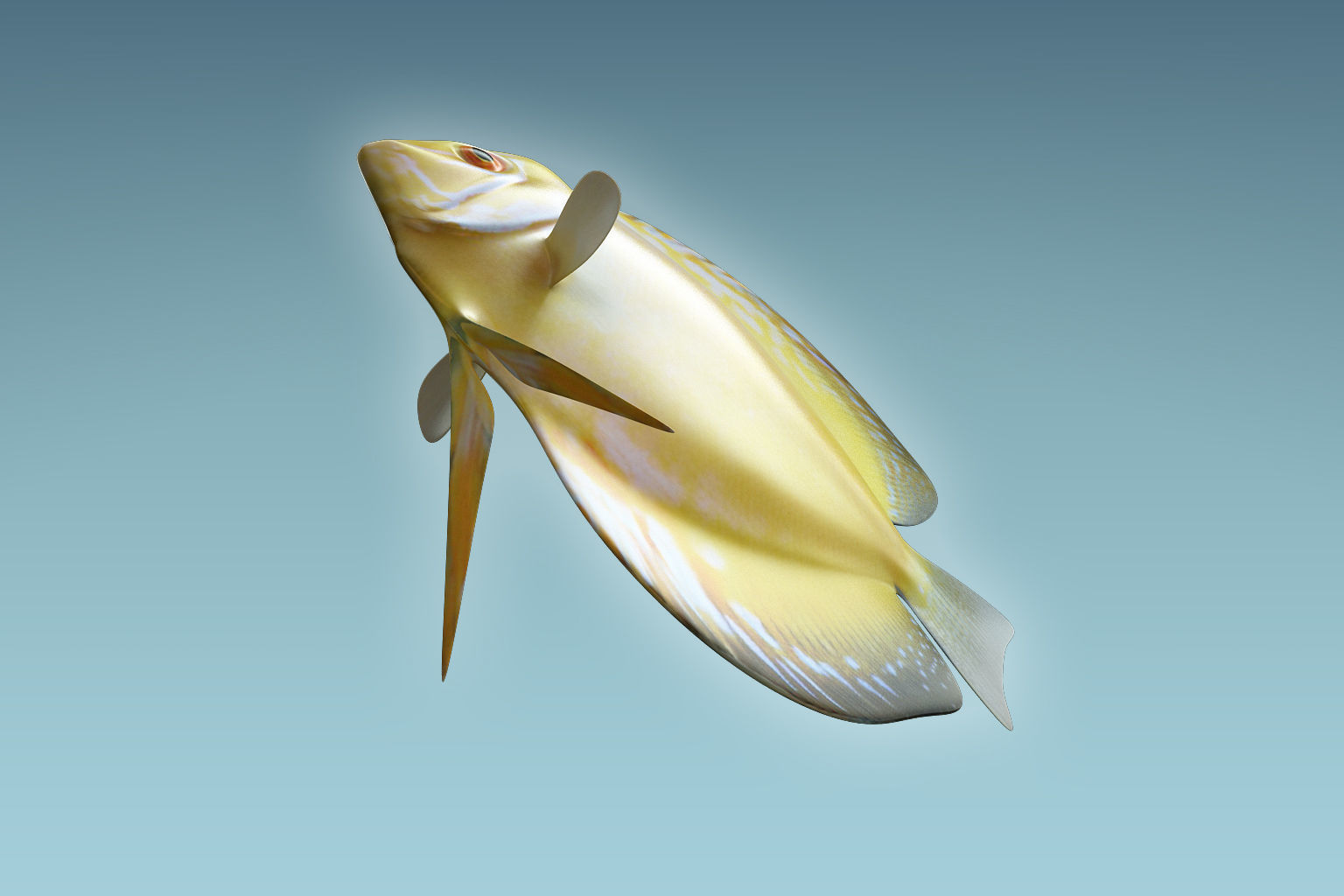Discus Fish 3D model_5