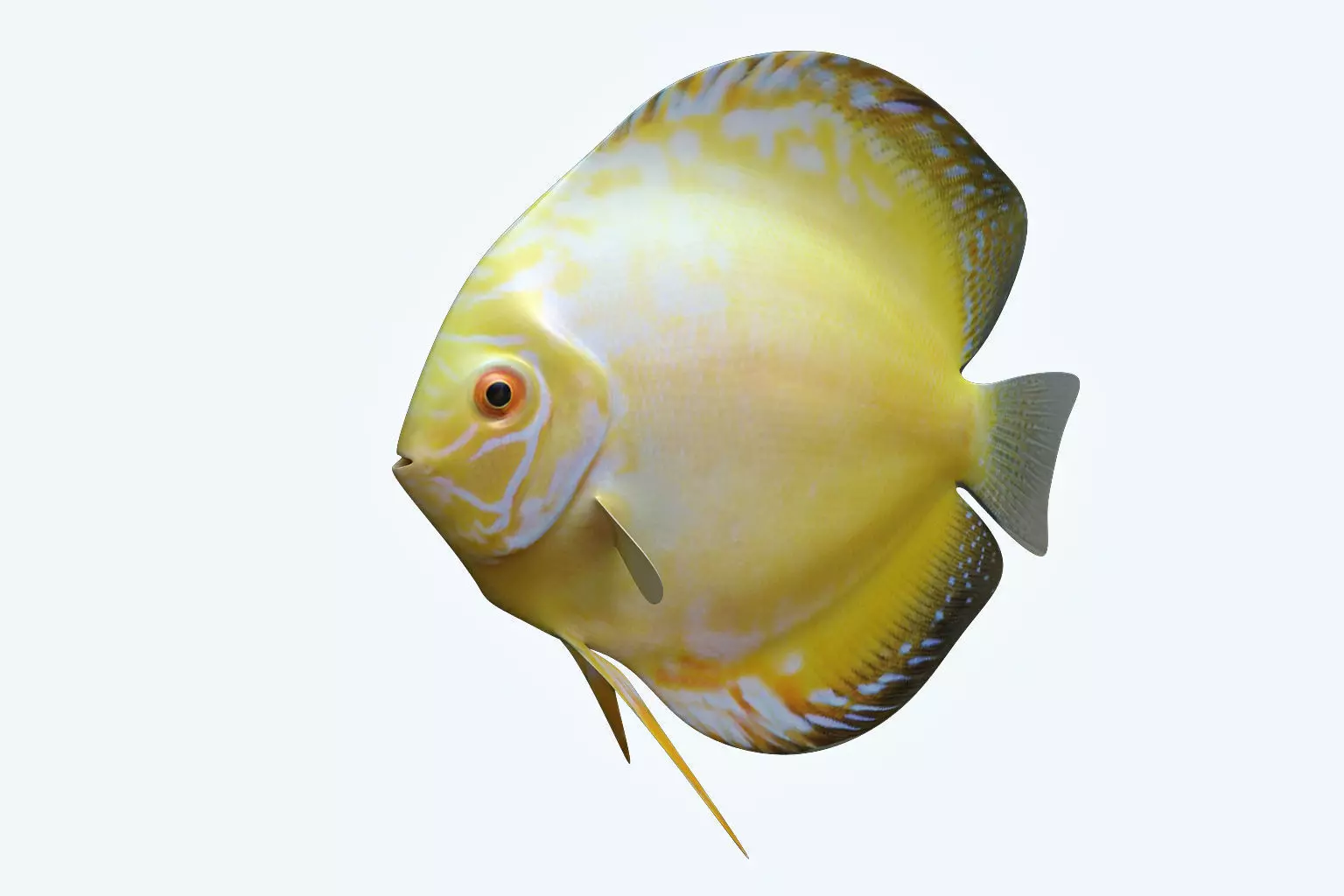 Discus Fish 3D model_0