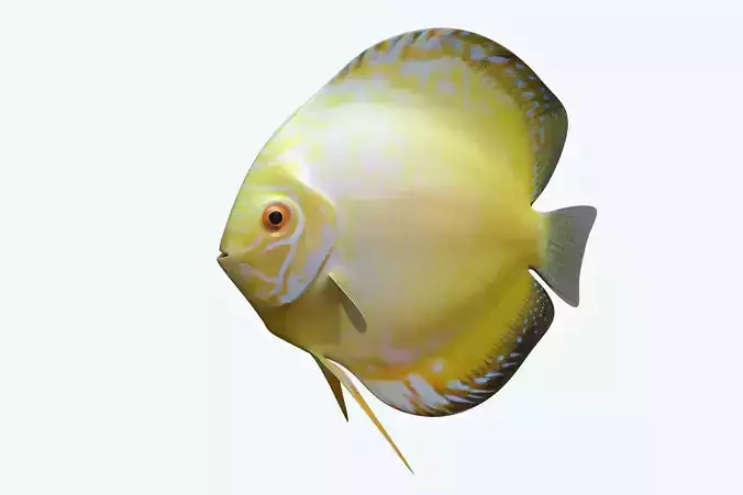 Discus Fish