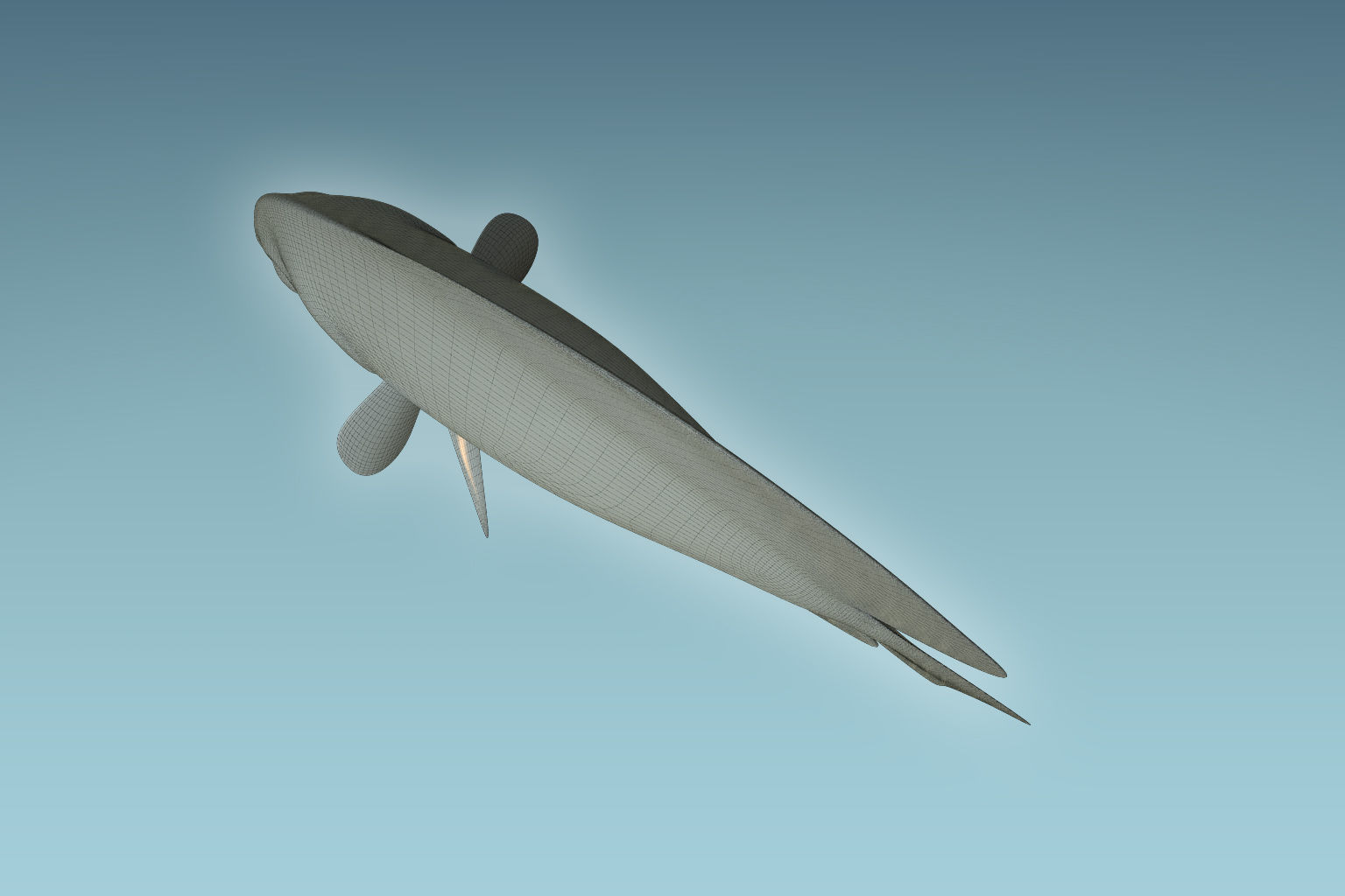 Discus Fish 3D model_8