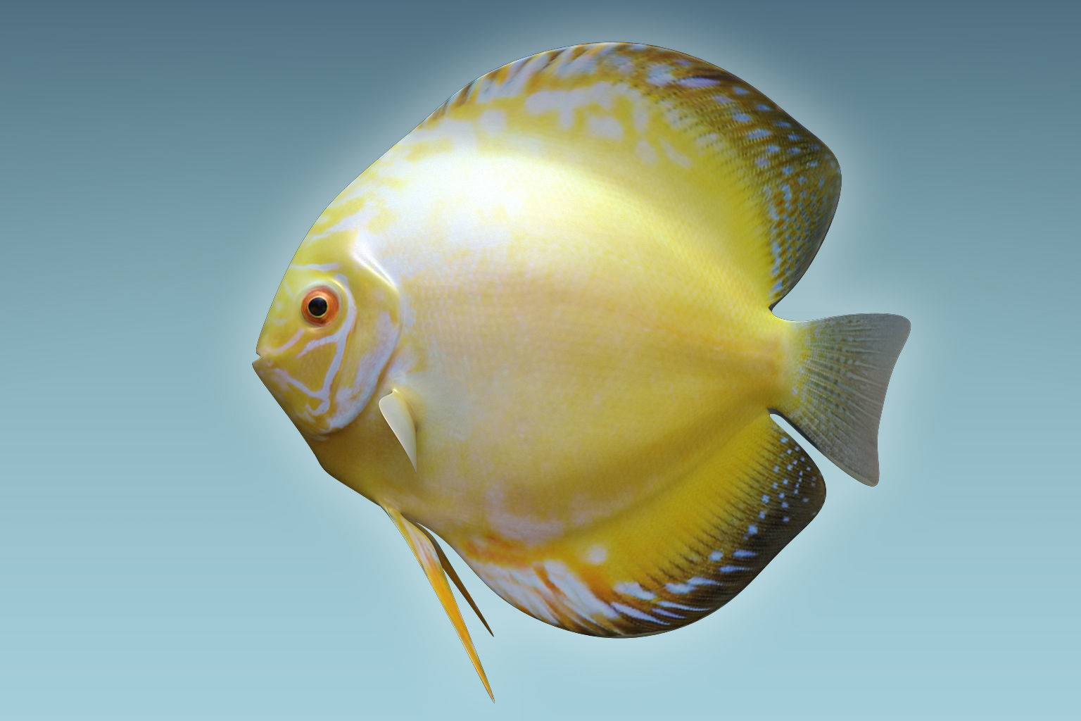 Discus Fish 3D model_1