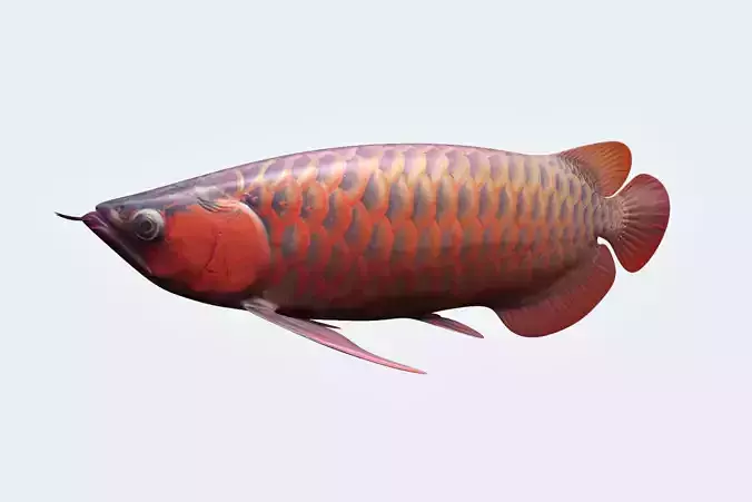 Arowana carp 3D model