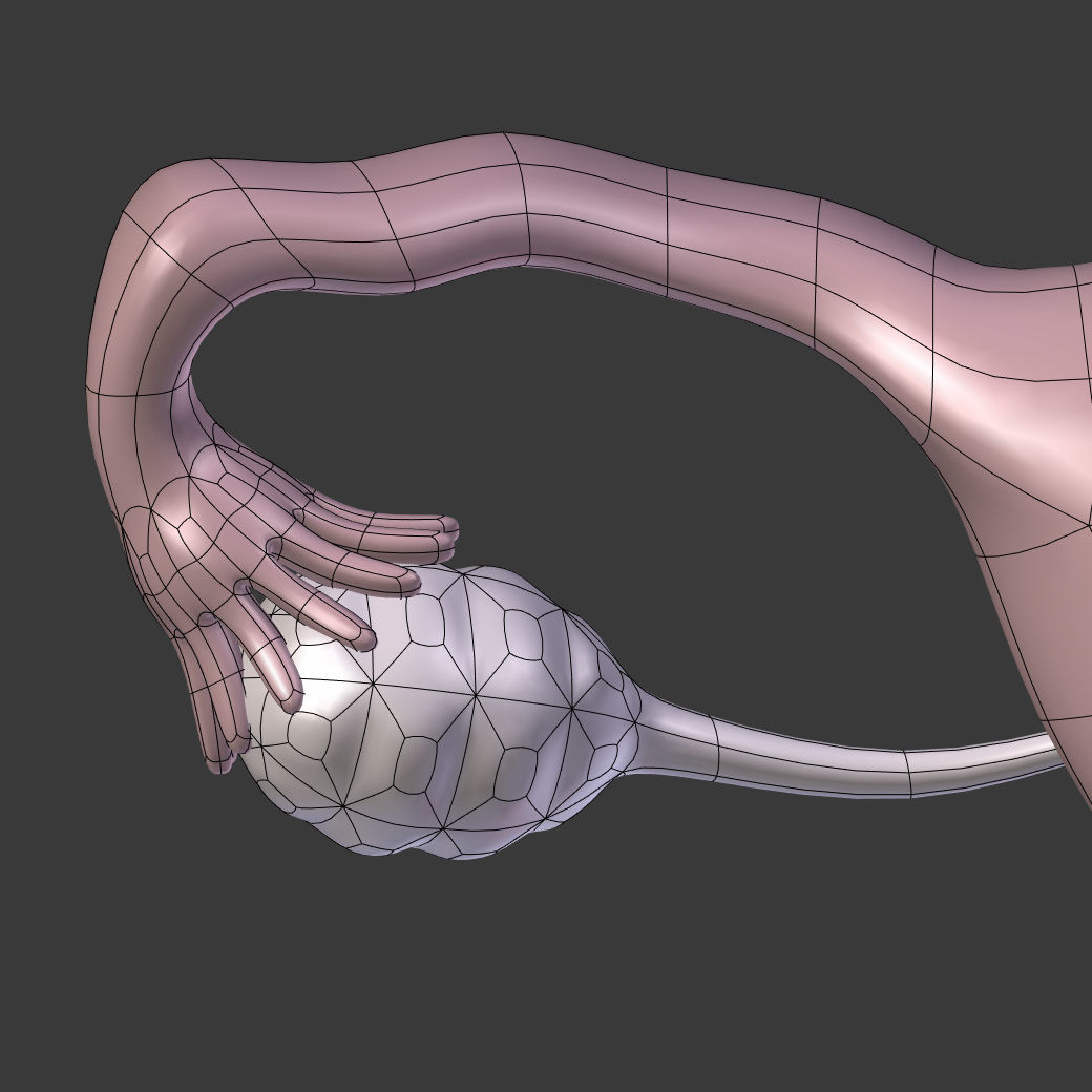 Reproductive System Male and Female Low-poly 3D model_24