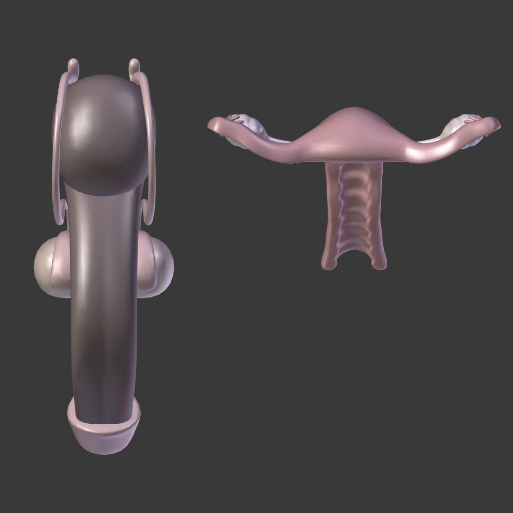Reproductive System Male and Female Low-poly 3D model_8
