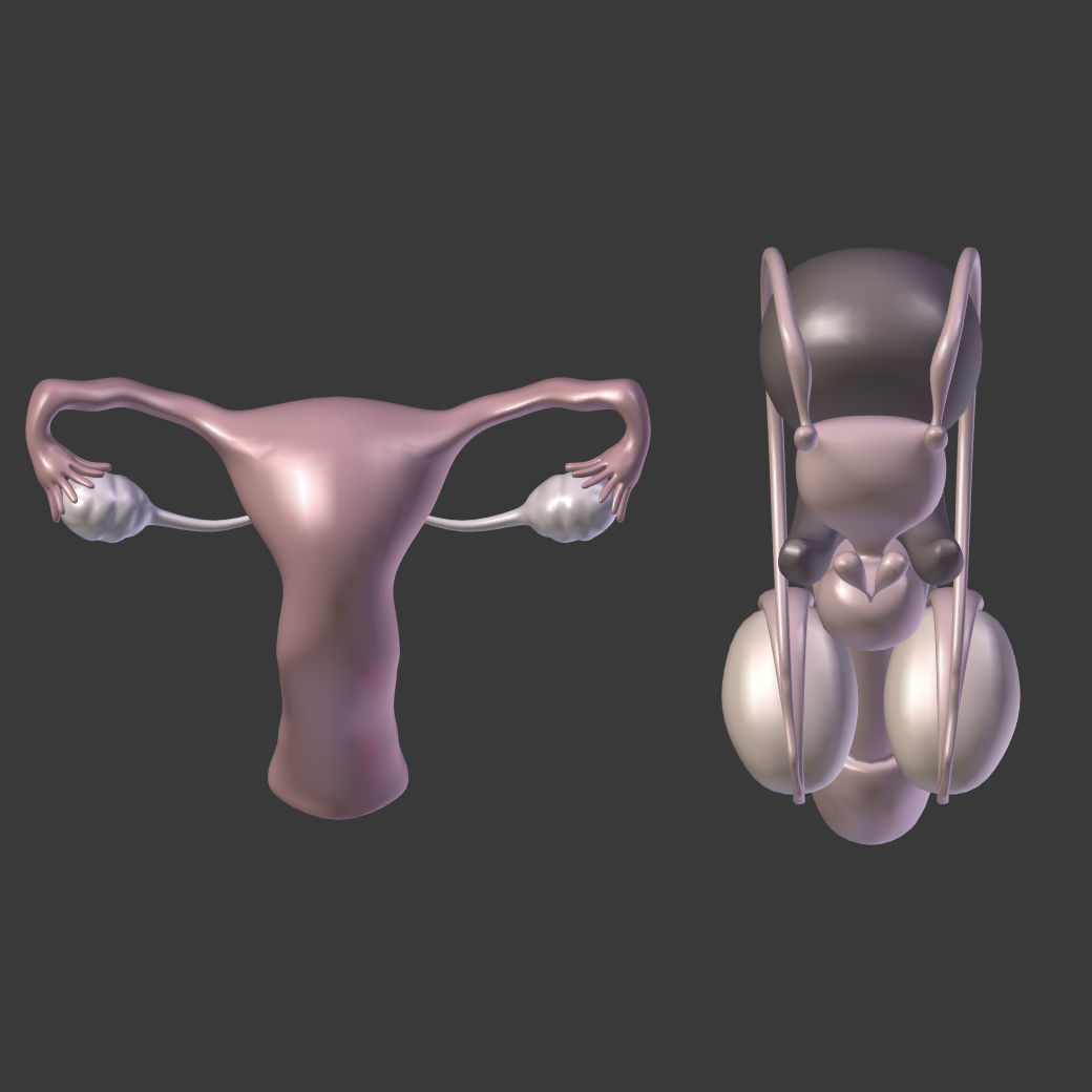 Reproductive System Male and Female Low-poly 3D model_10