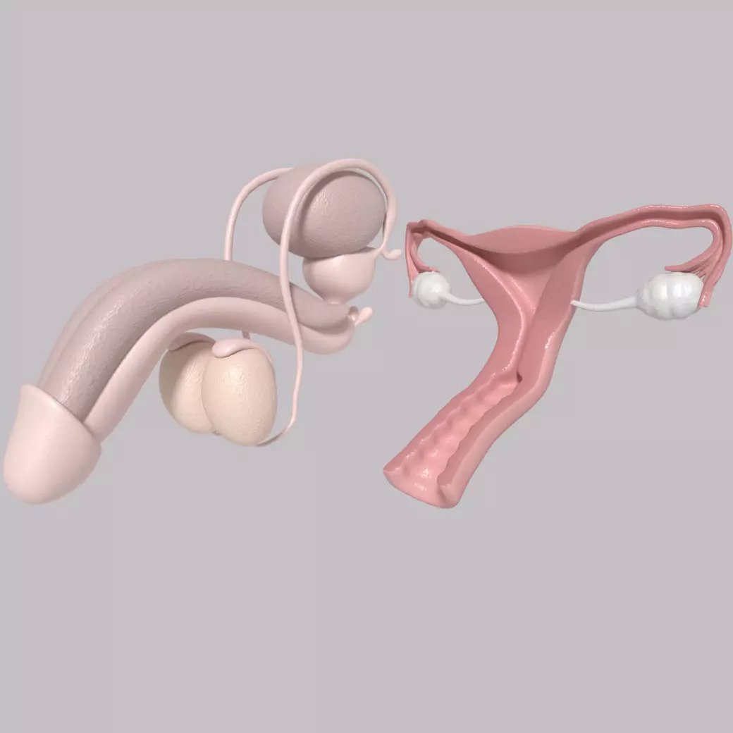 Reproductive System Male and Female Low-poly 3D model_0