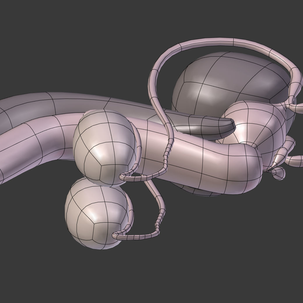 Reproductive System Male and Female Low-poly 3D model_17