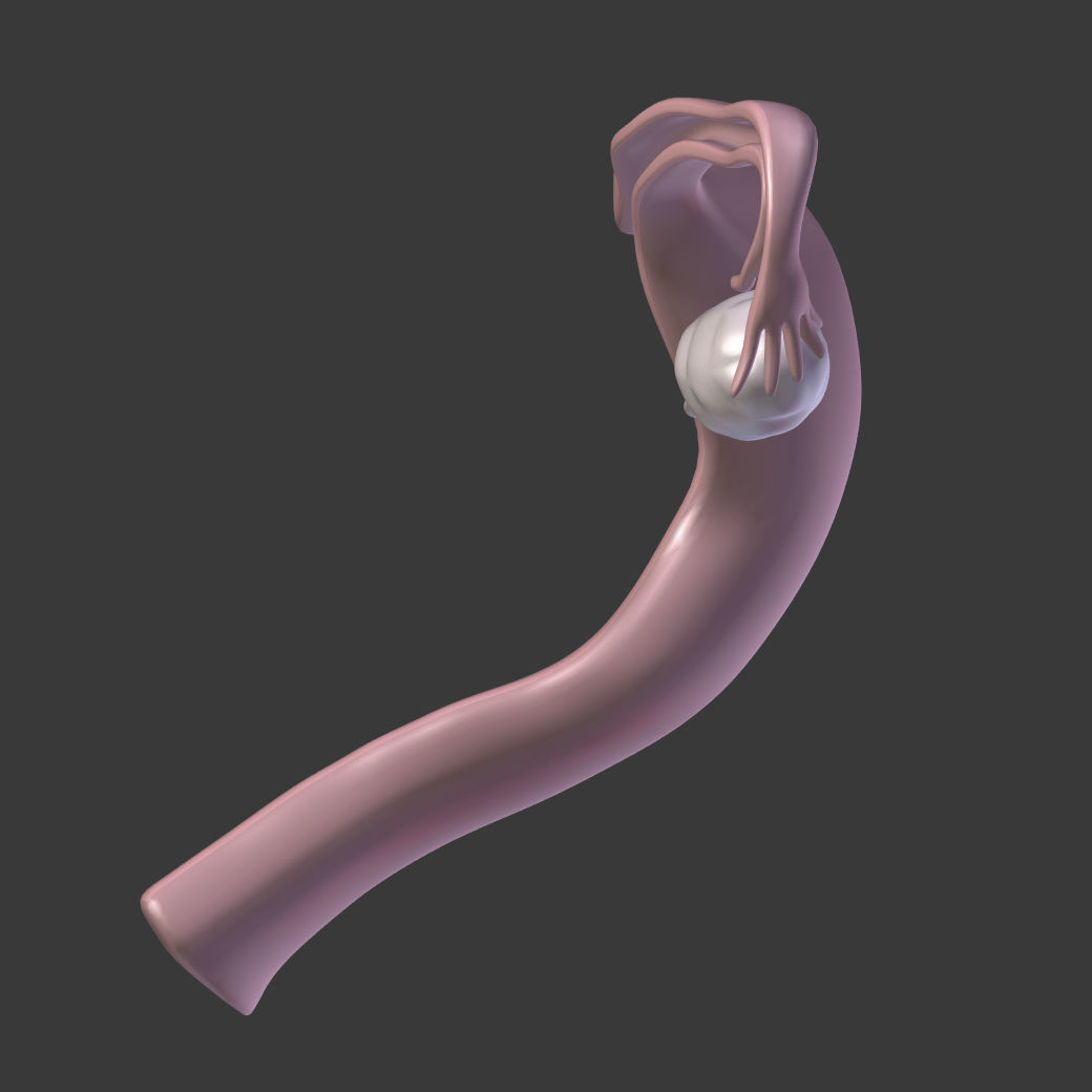 Reproductive System Male and Female Low-poly 3D model_18