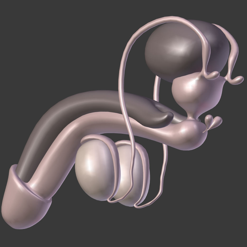 Reproductive System Male and Female Low-poly 3D model_11