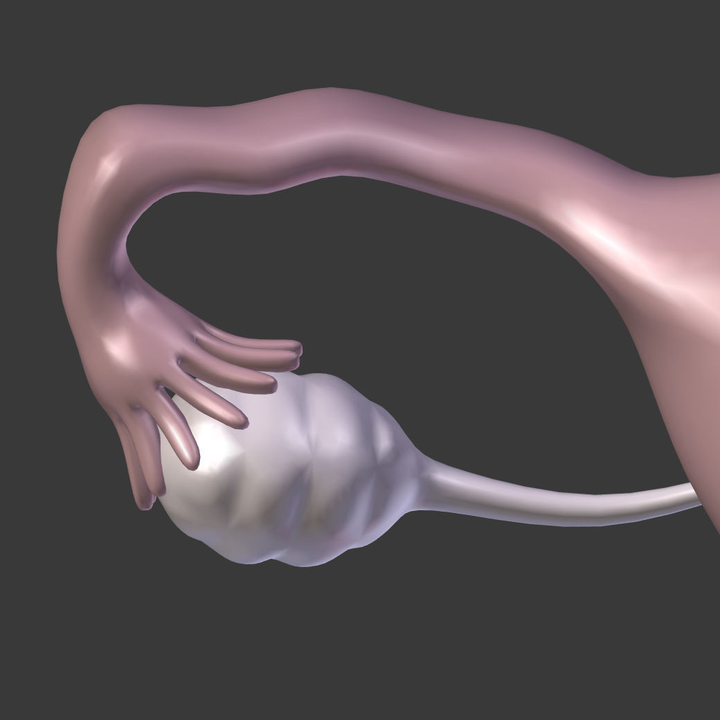Reproductive System Male and Female Low-poly 3D model_23