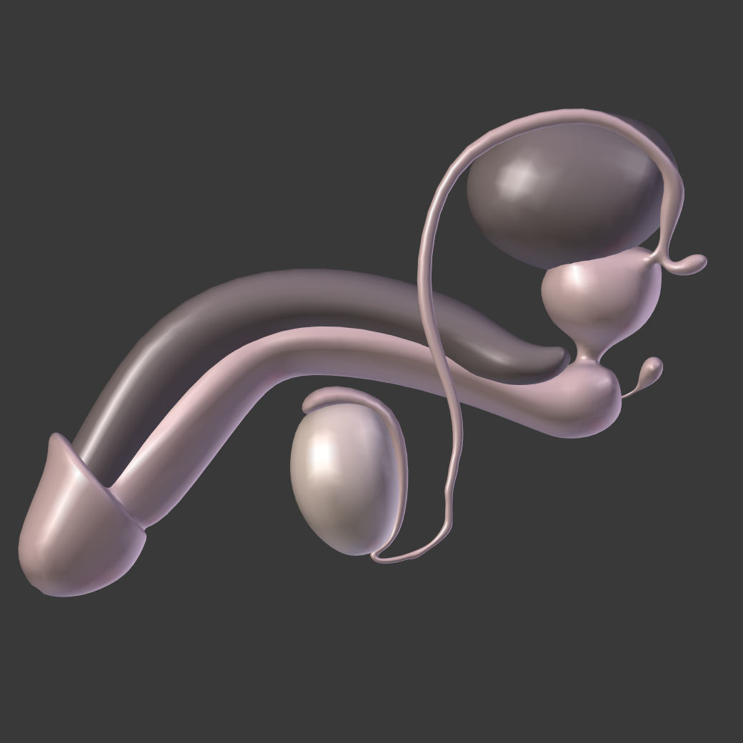 Reproductive System Male and Female Low-poly 3D model_13
