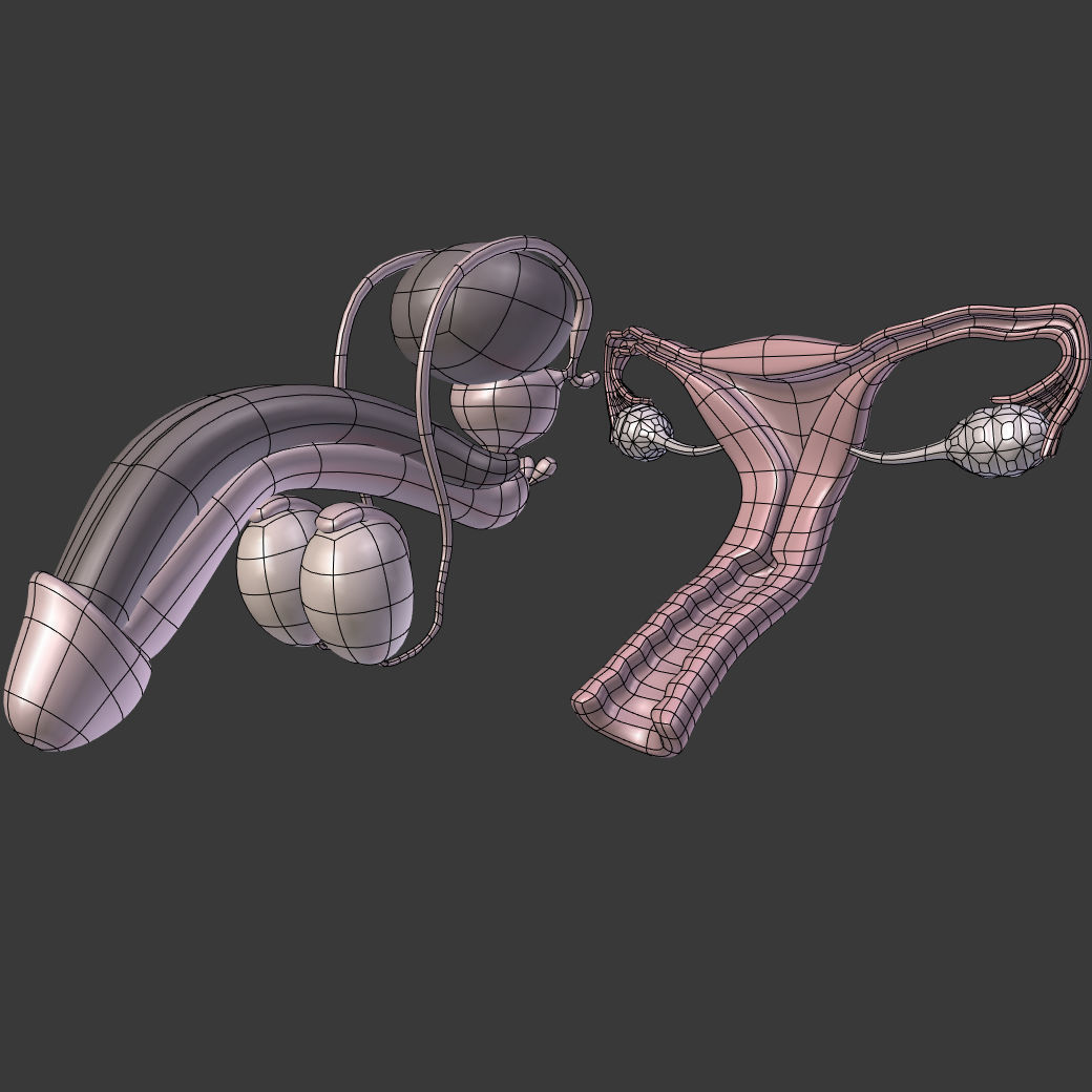 Reproductive System Male and Female Low-poly 3D model_4