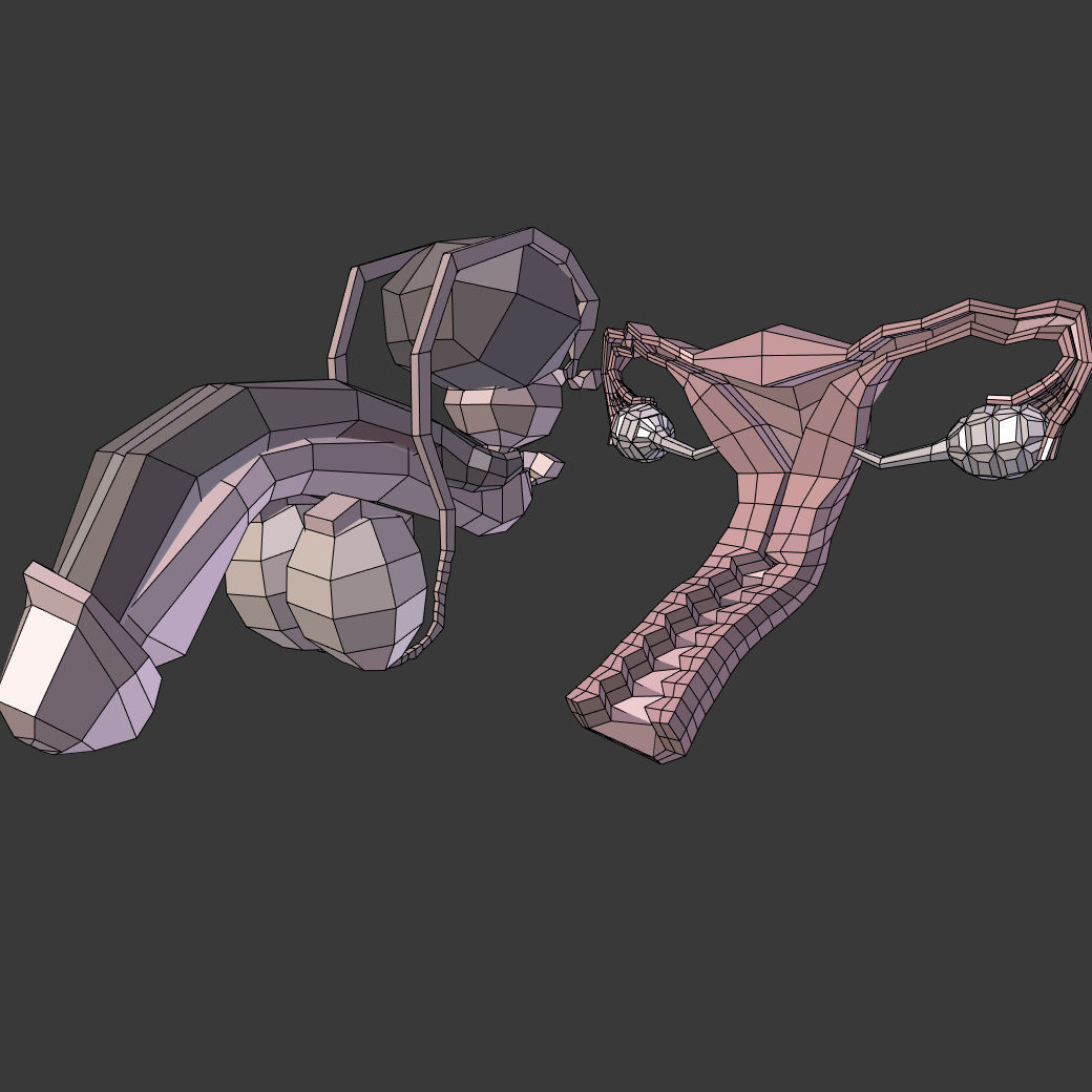 Reproductive System Male and Female Low-poly 3D model_1