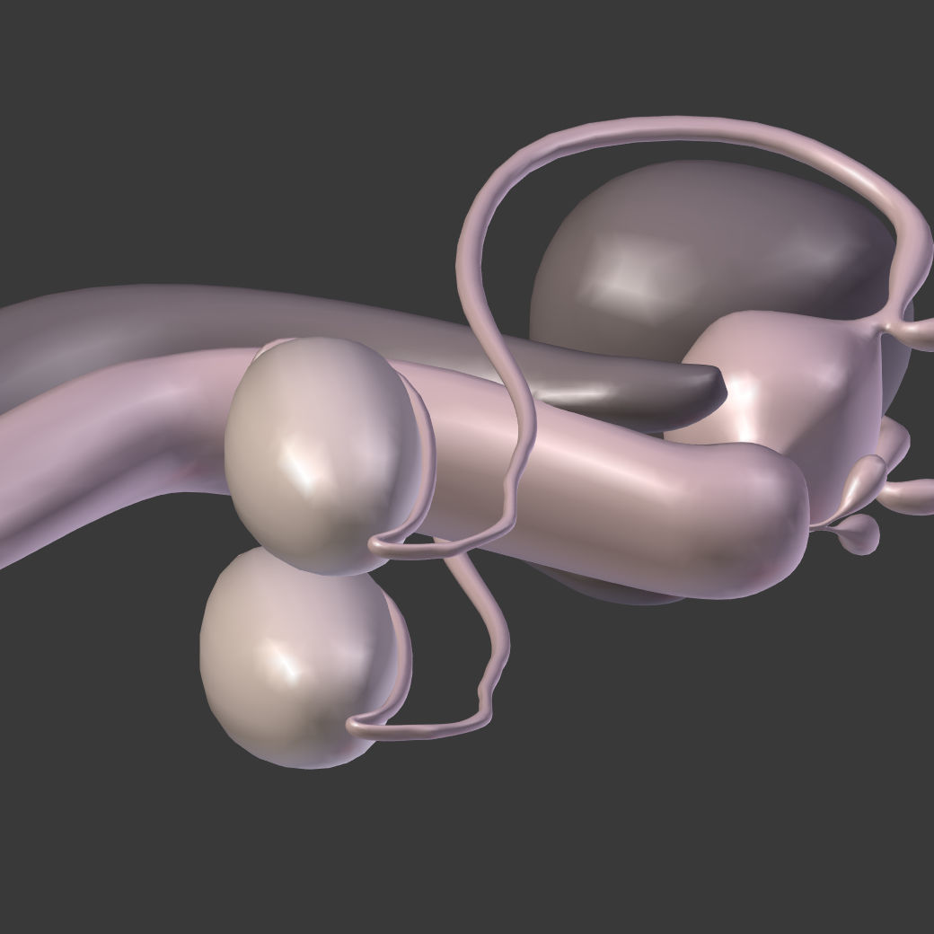 Reproductive System Male and Female Low-poly 3D model_14