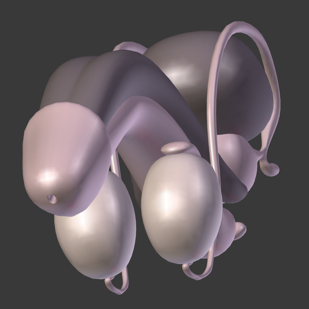 Reproductive System Male and Female Low-poly 3D model_12