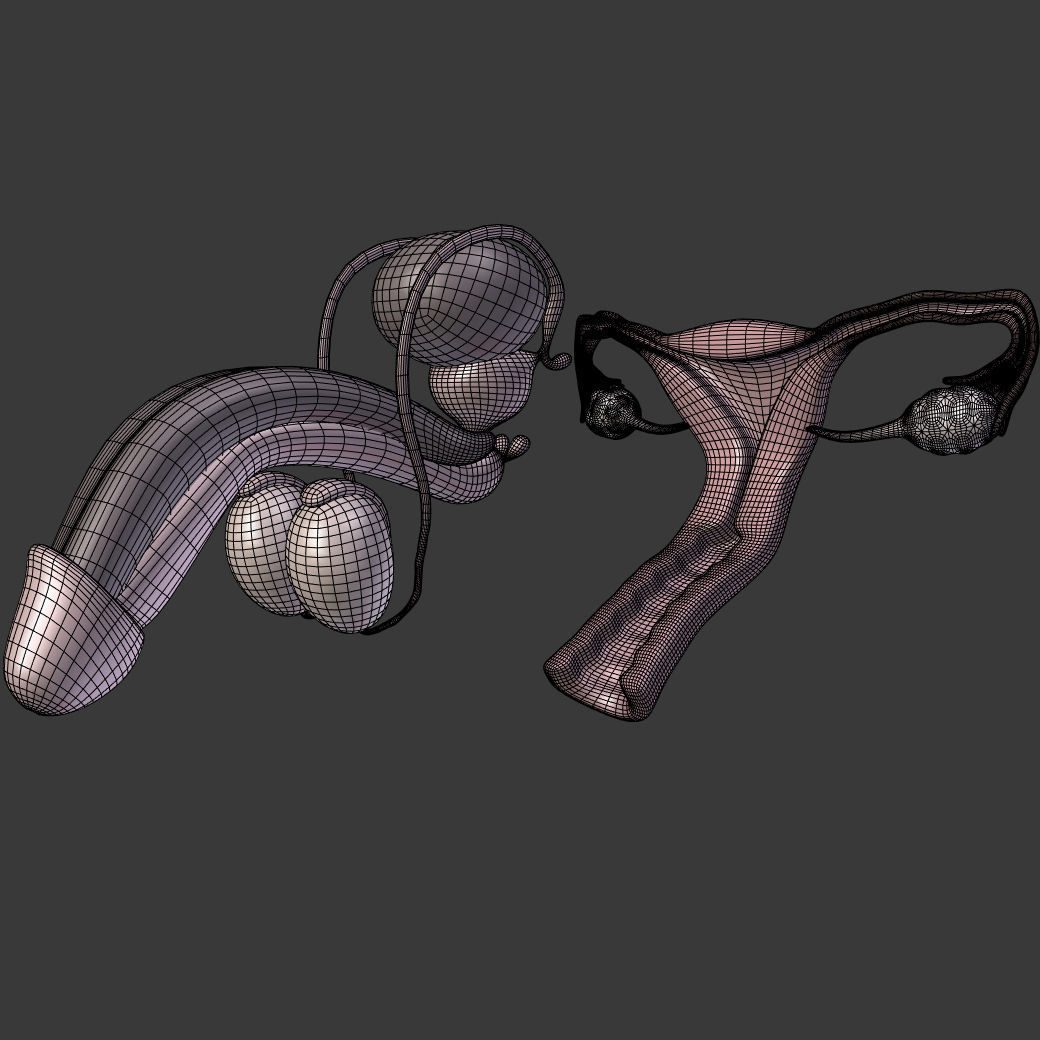 Reproductive System Male and Female Low-poly 3D model_6