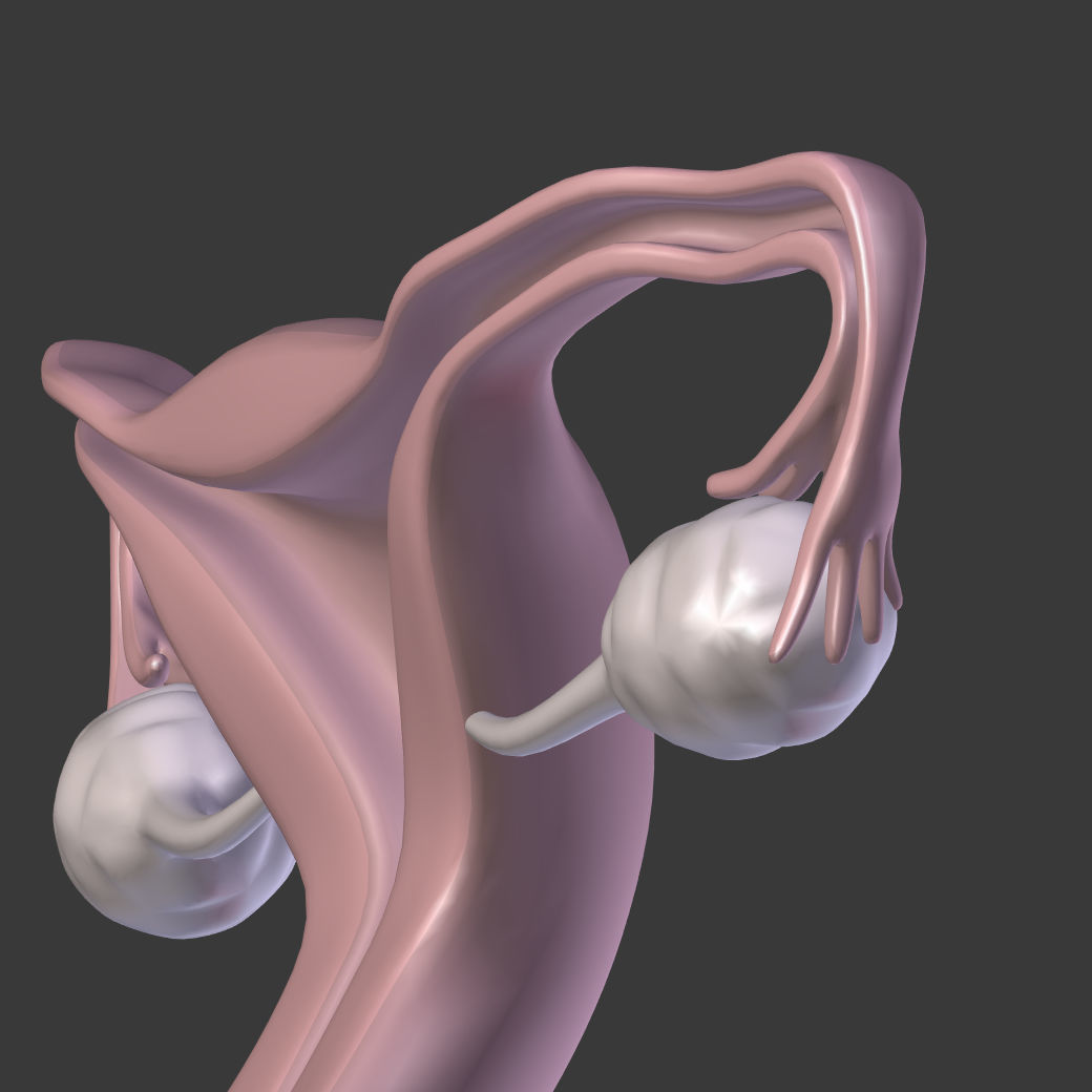 Reproductive System Male and Female Low-poly 3D model_21