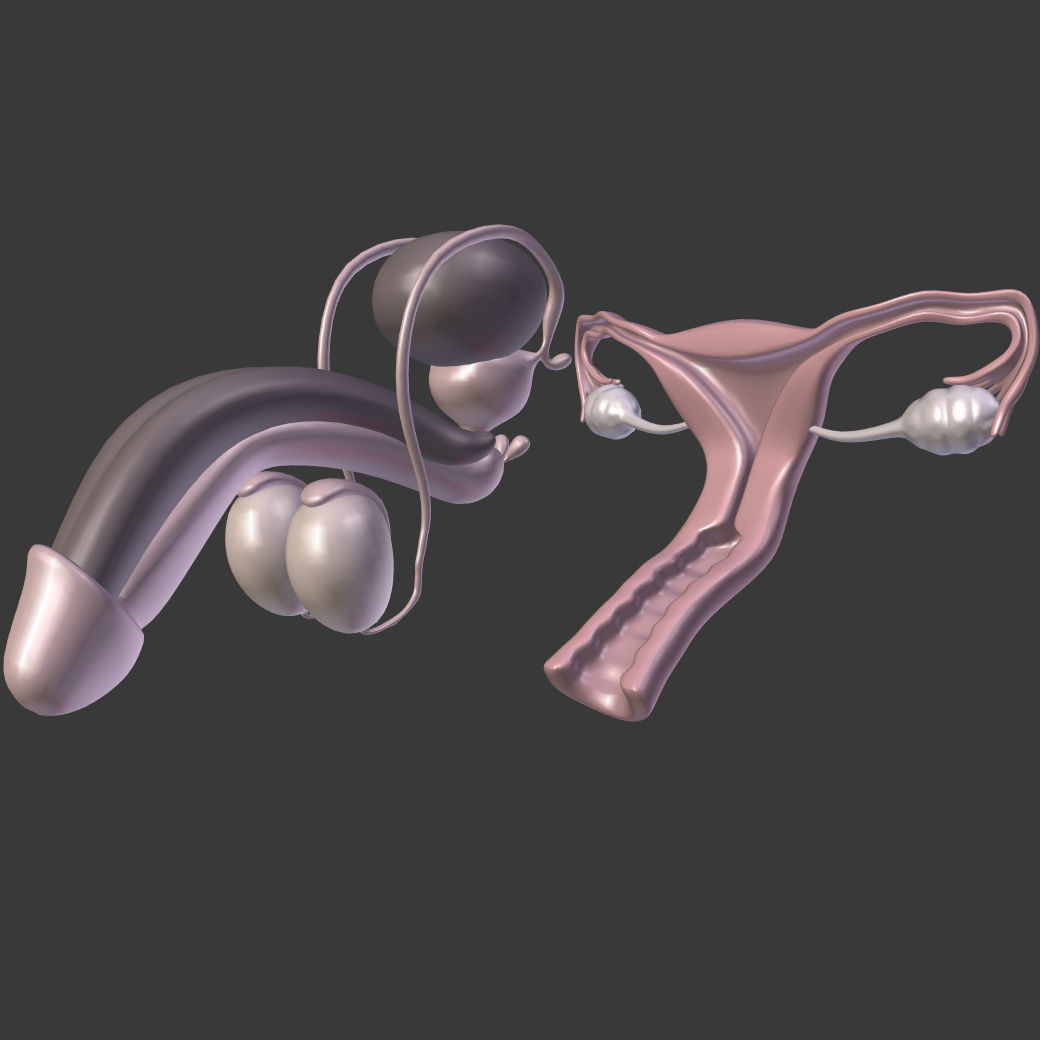 Reproductive System Male and Female Low-poly 3D model_2