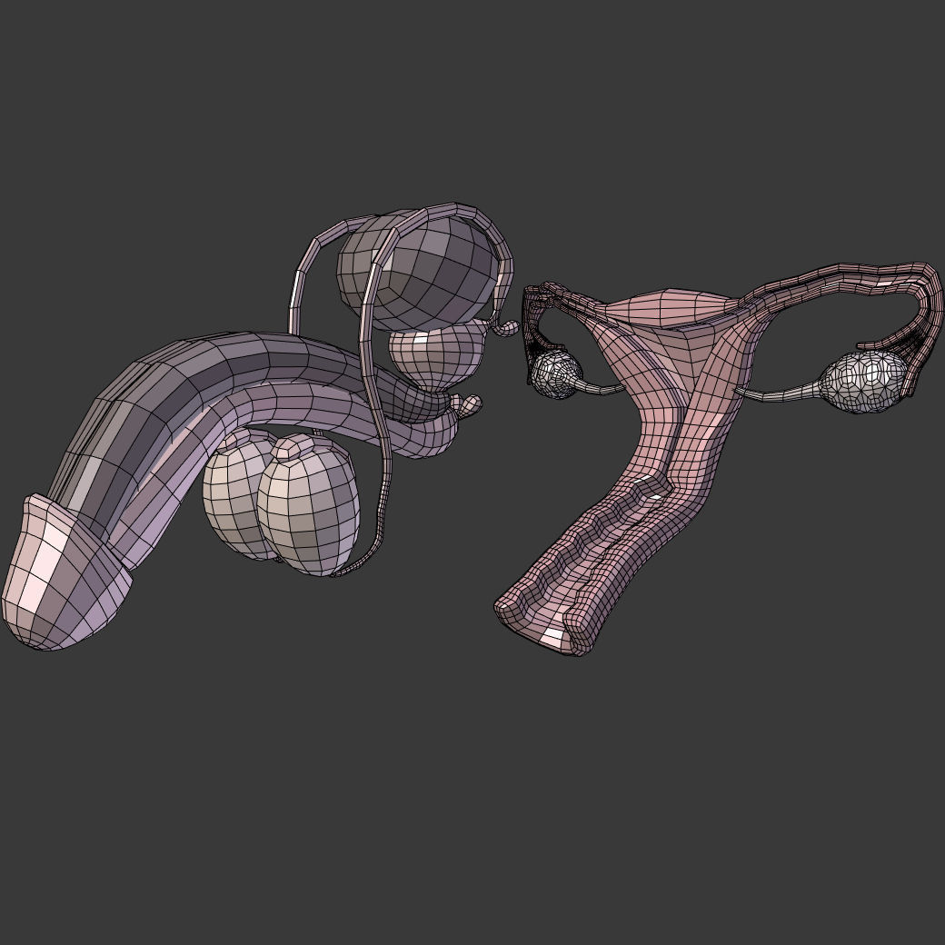Reproductive System Male and Female Low-poly 3D model_5