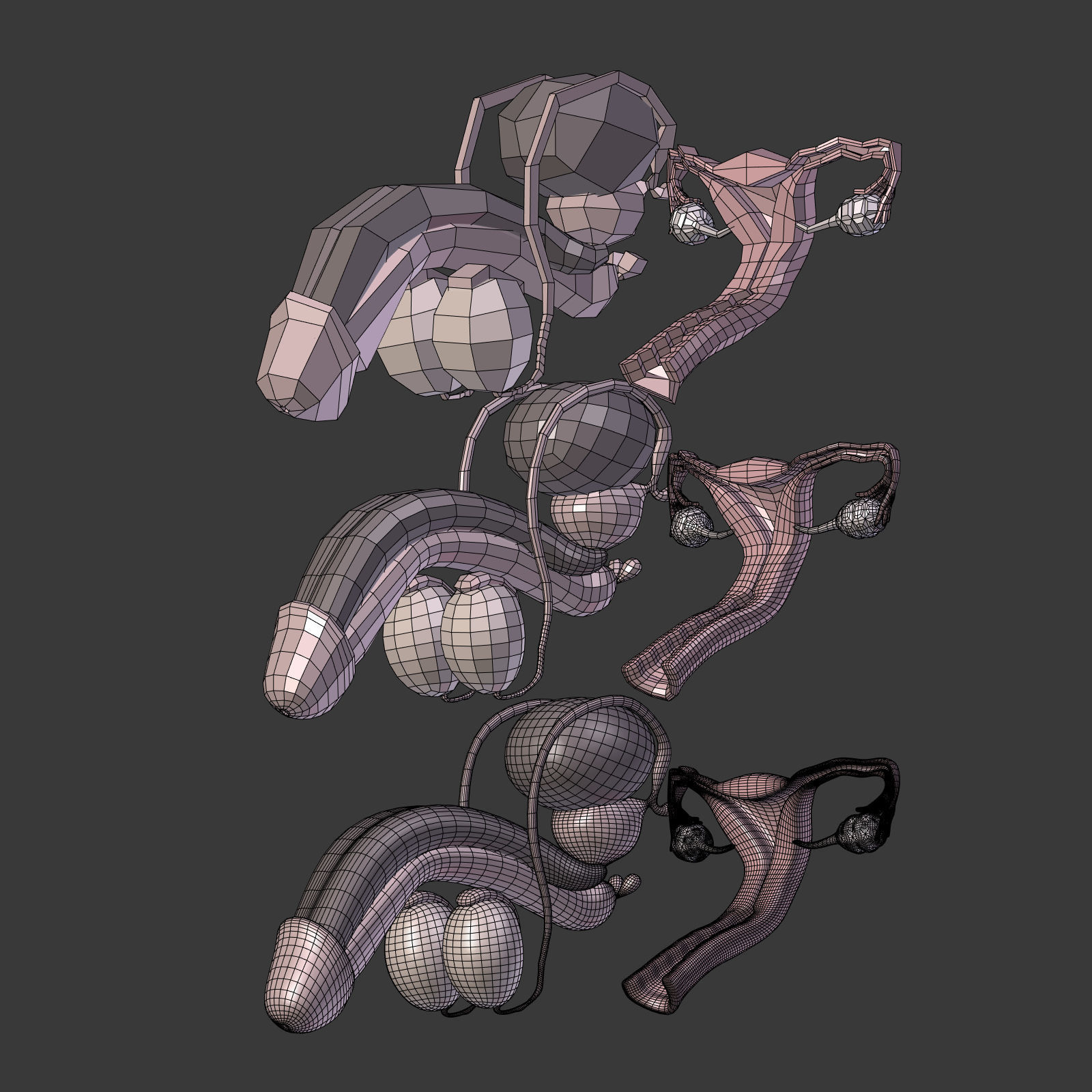 Reproductive System Male and Female Low-poly 3D model_28