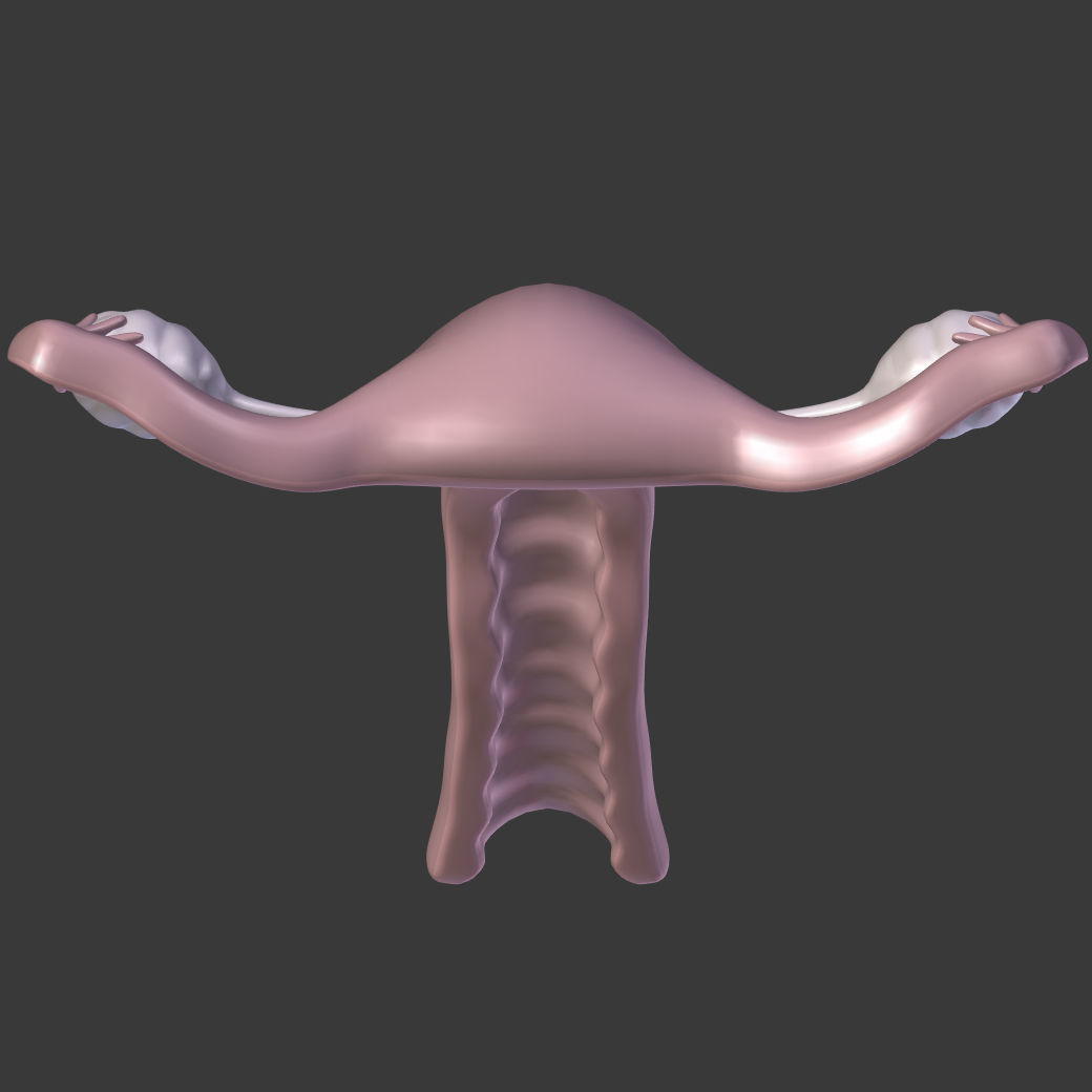 Reproductive System Male and Female Low-poly 3D model_19
