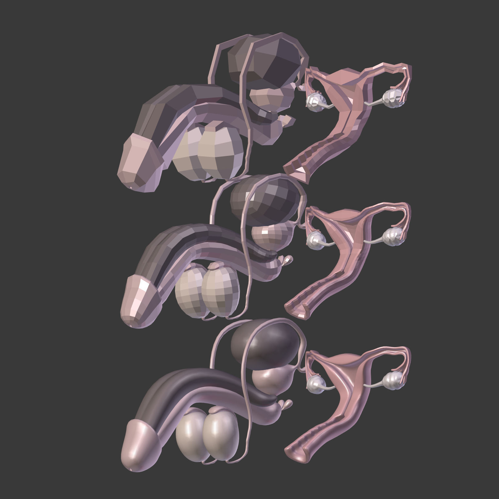 Reproductive System Male and Female Low-poly 3D model_27