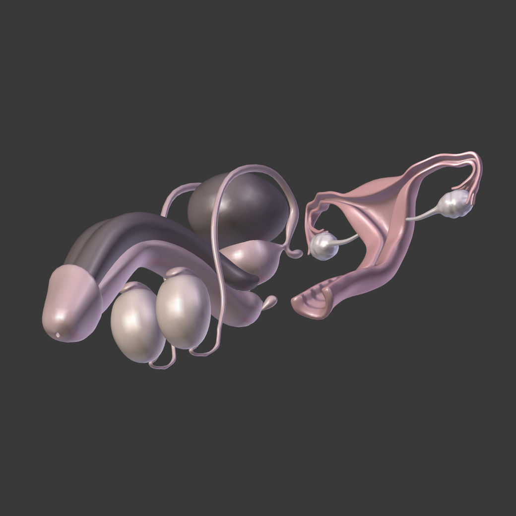 Reproductive System Male and Female Low-poly 3D model_9