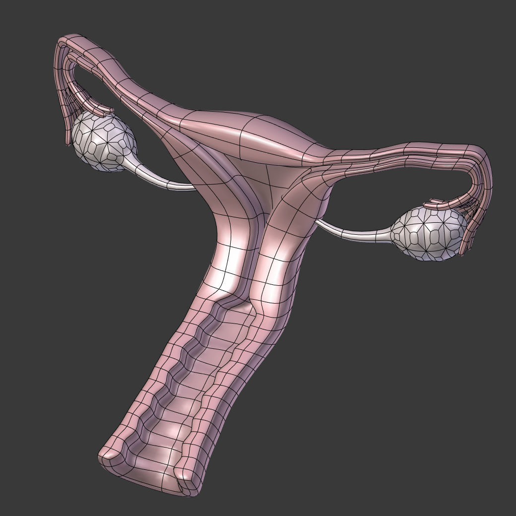 Reproductive System Male and Female Low-poly 3D model_26