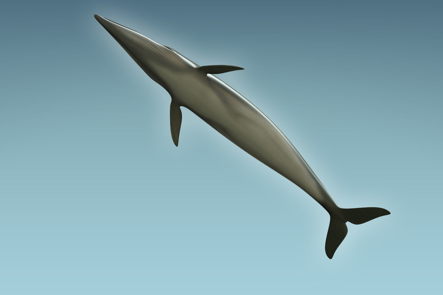 Whale 3D model_5