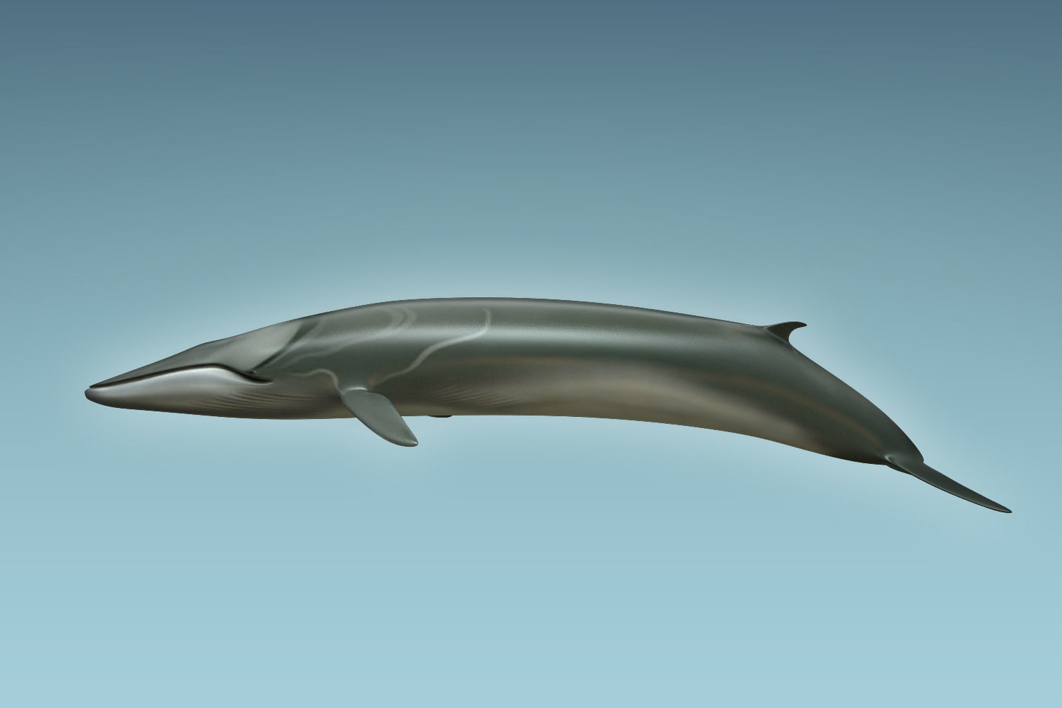 Whale 3D model_1