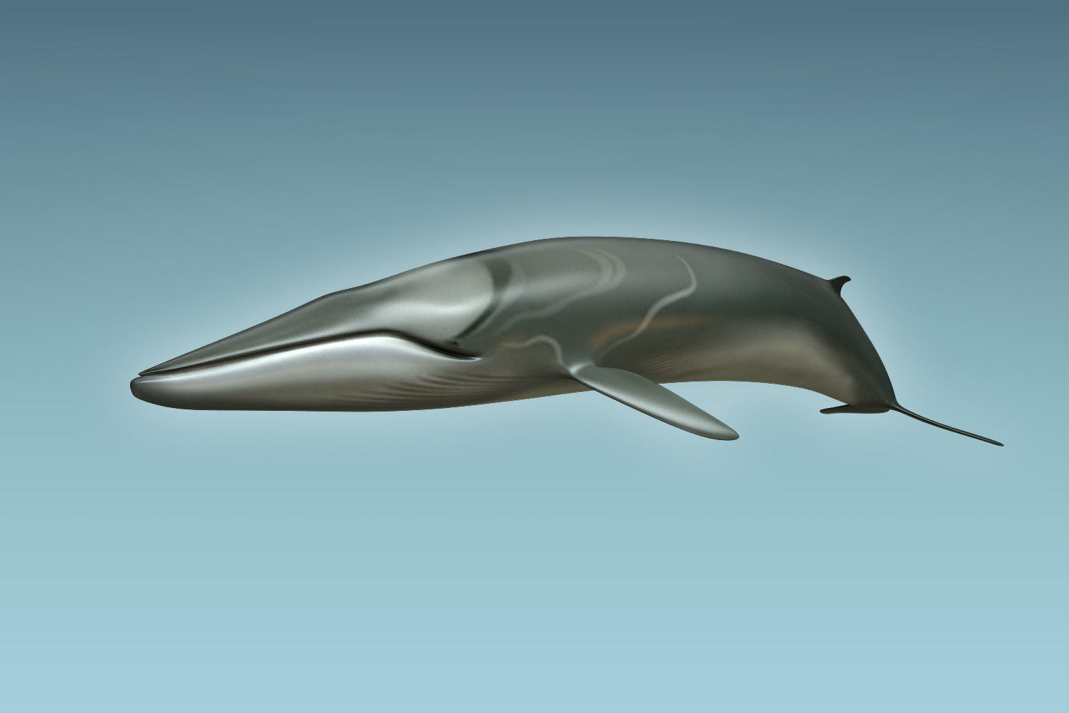 Whale 3D model_4