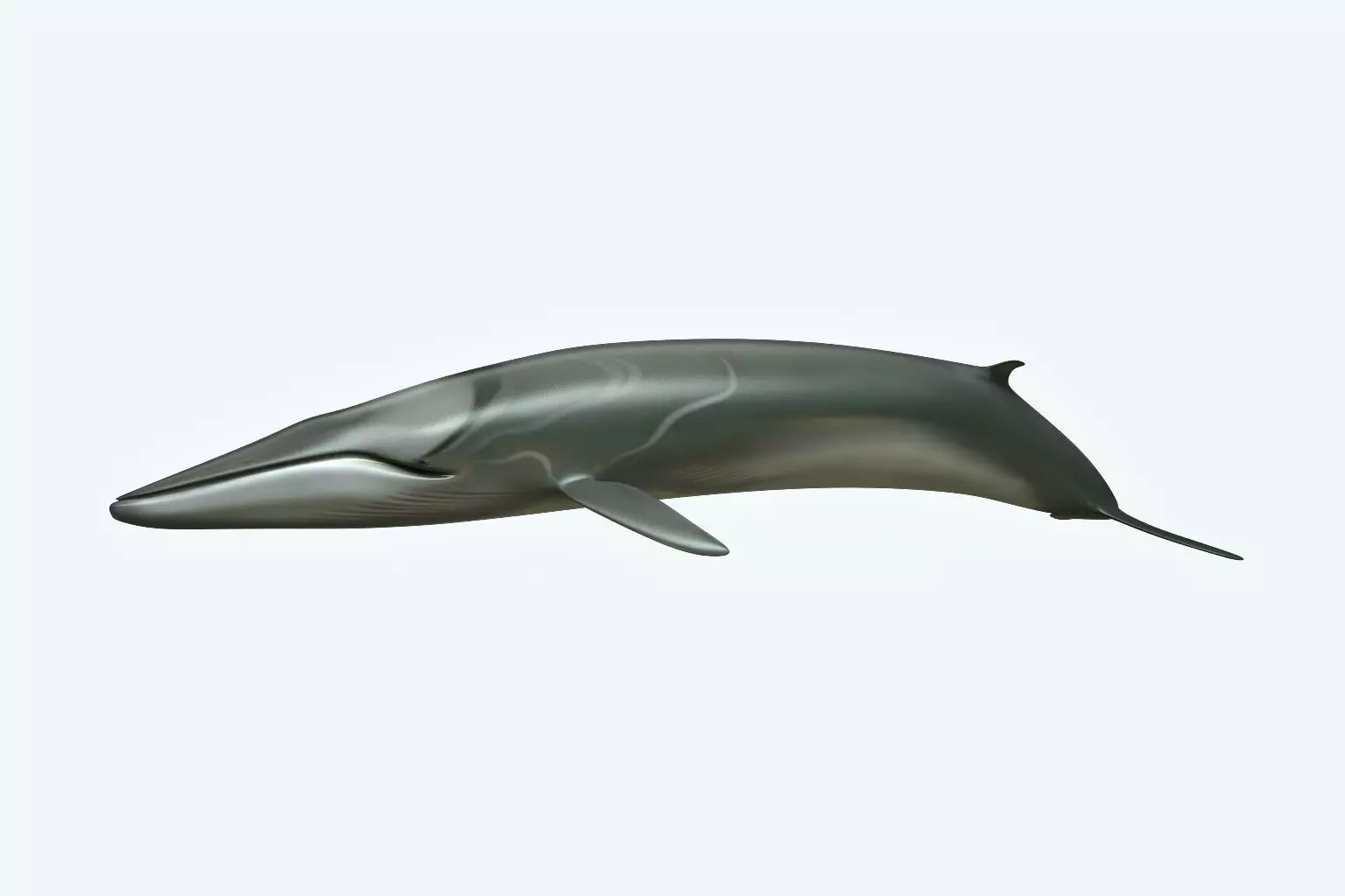 Whale 3D model_0