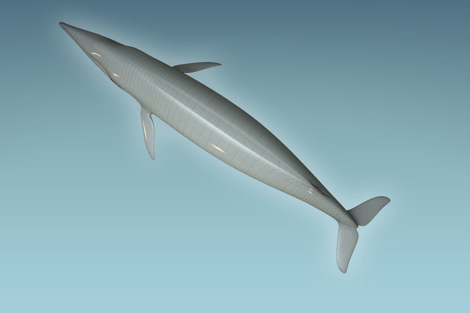 Whale 3D model_7