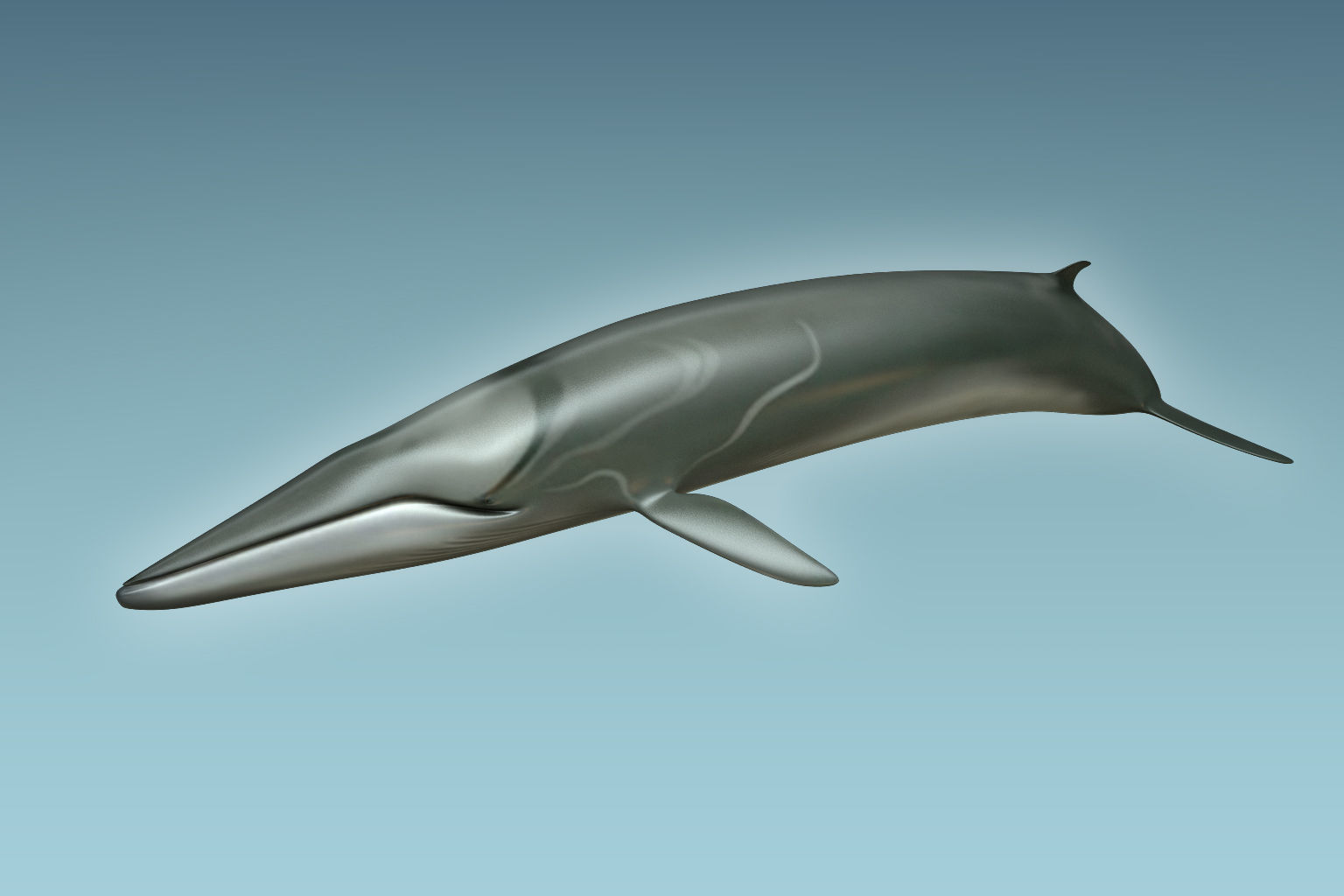 Whale 3D model_2