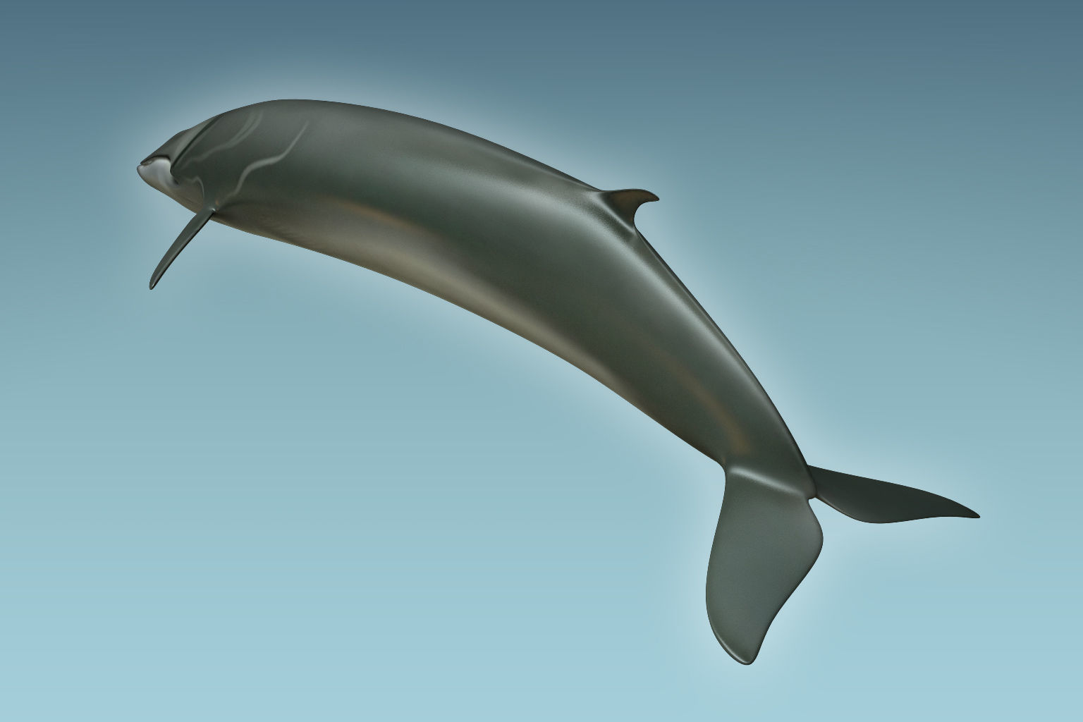 Whale 3D model_3