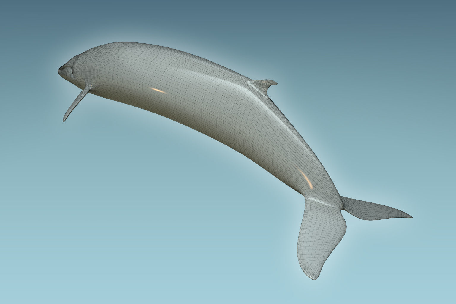 Whale 3D model_8