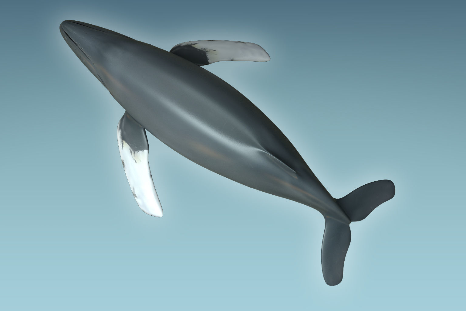 Whale Humback 3D model_6