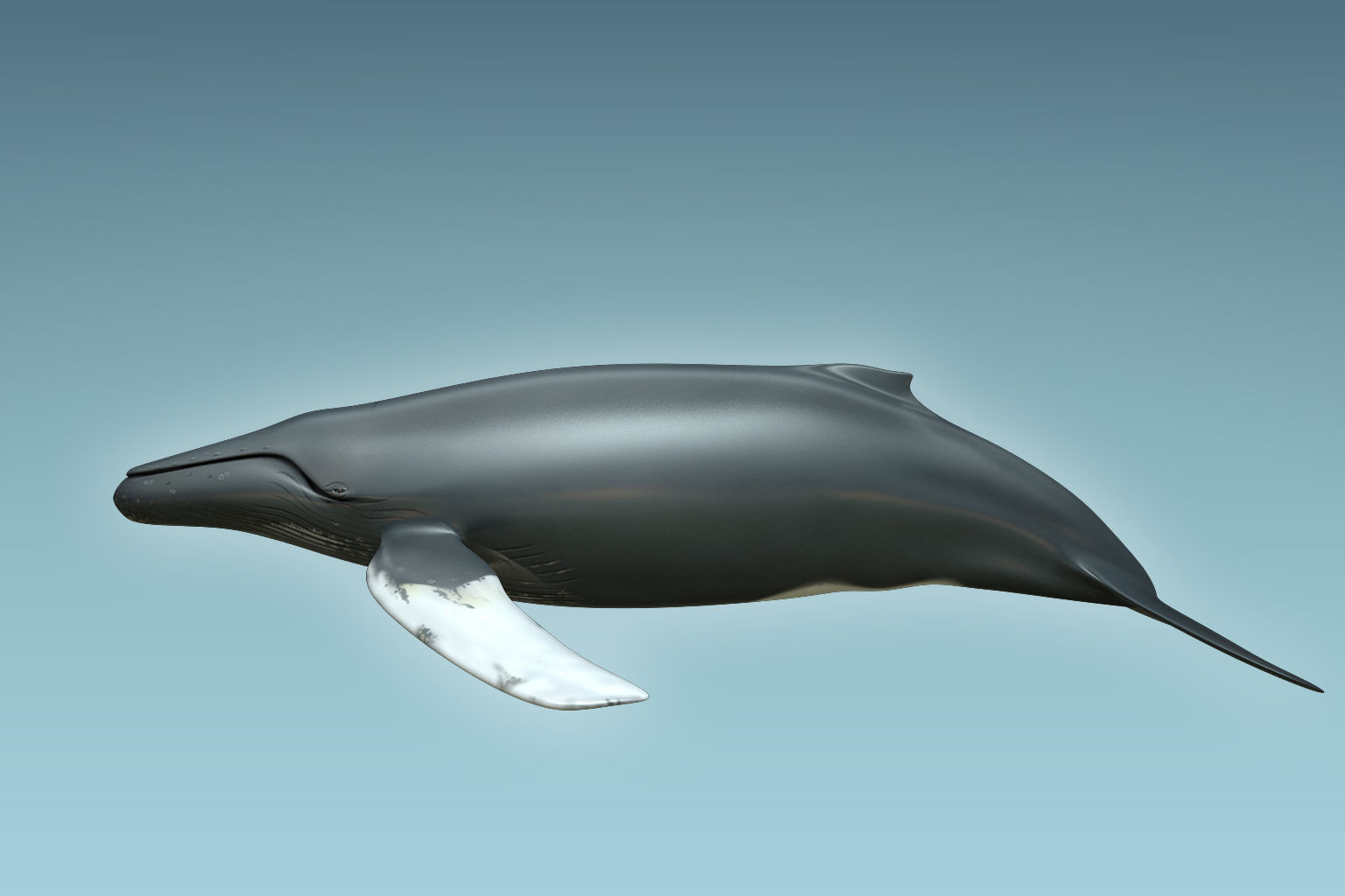 Whale Humback 3D model_2