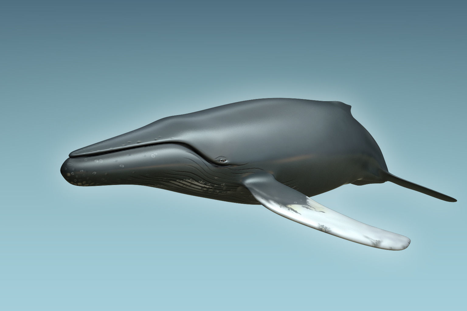 Whale Humback 3D model_4