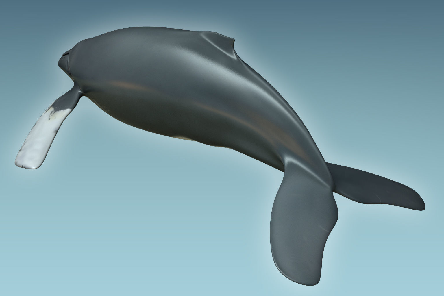 Whale Humback 3D model_1