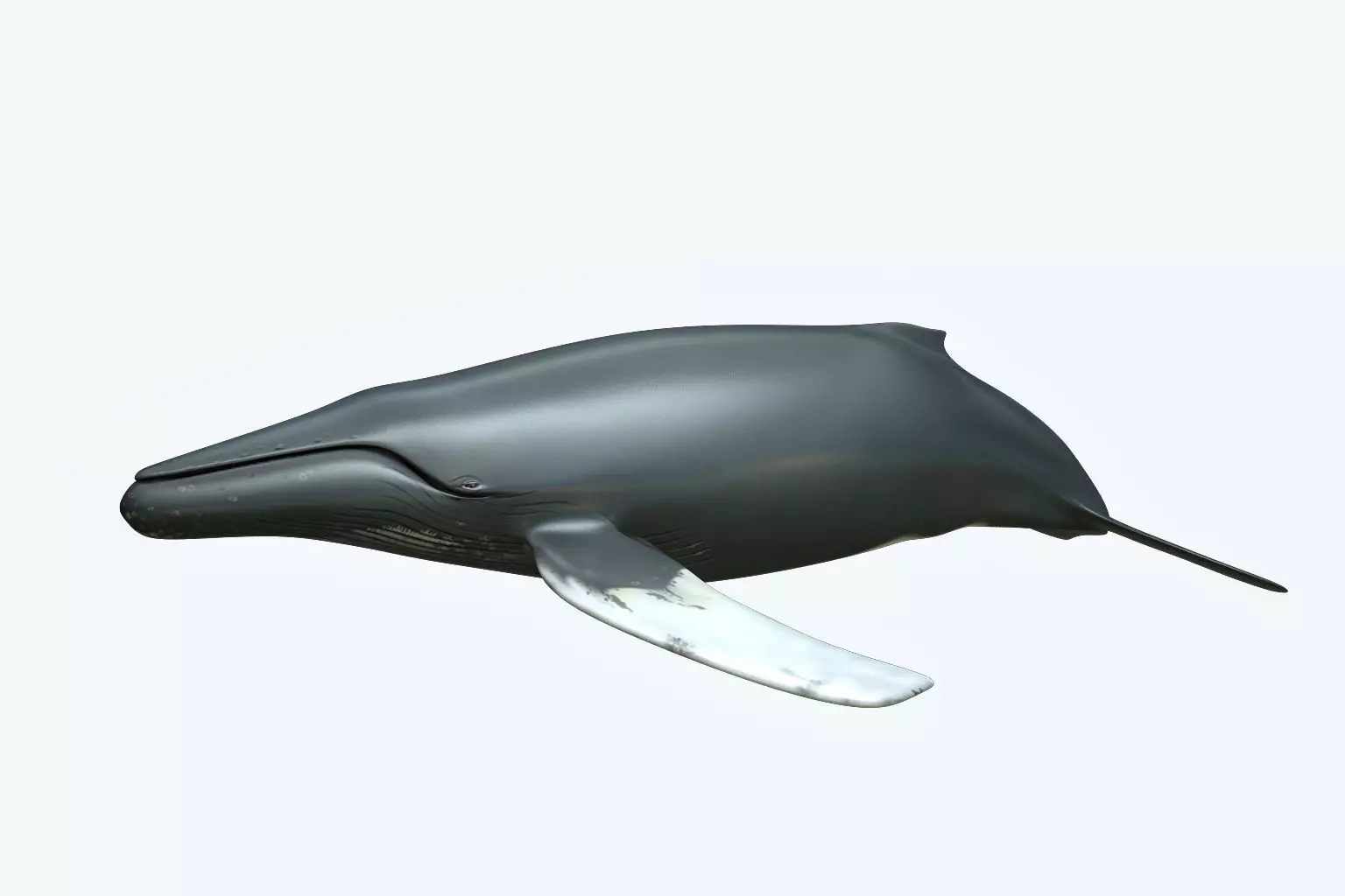 Whale Humback 3D model_0