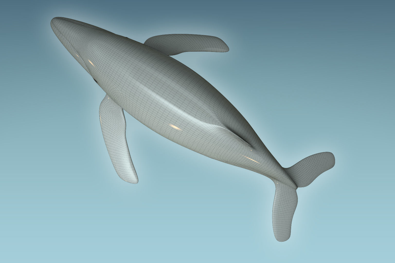 Whale Humback 3D model_8